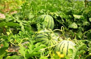 大内蒙吃瓜,探寻草原美食的独特魅力