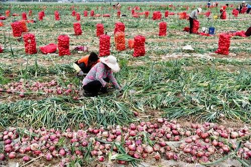新甸铺镇吃瓜,瓜果飘香，品味田园生活新篇章