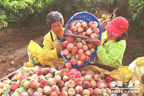 新甸铺镇吃瓜,瓜果飘香，品味田园生活新篇章
