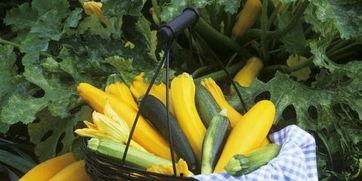 抹绿吃瓜,夏日消暑新风尚