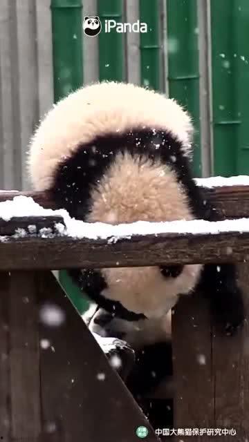 吃瓜小熊team,揭秘网络红人的幕后故事