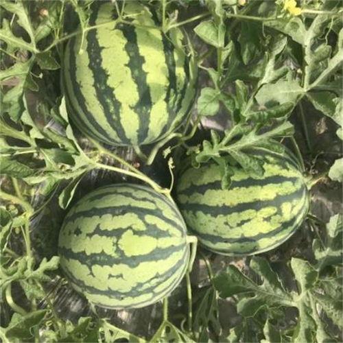 麒麟瓜吃后有点苦