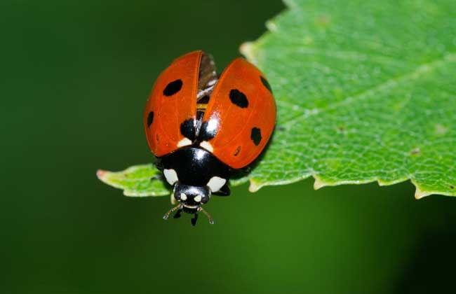 瓢虫吃瓜,自然界的和谐共生