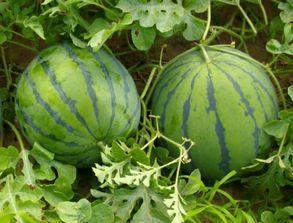 好心人给个吃瓜的网站