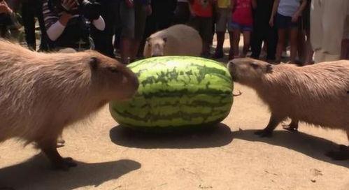 吃瓜机器哪个好