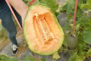 吃瓜群众冰激凌哈密瓜,夏日消暑新宠，吃瓜群众热捧