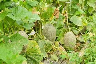 吃瓜群众冰激凌哈密瓜,夏日消暑新宠，吃瓜群众热捧