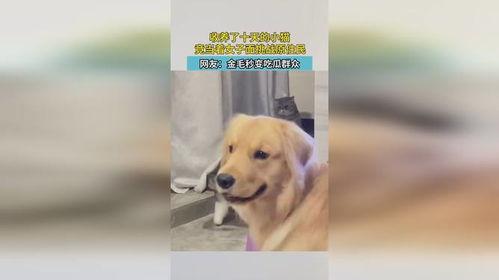 金毛吃瓜群众,金毛狗狗的夏日吃瓜日常