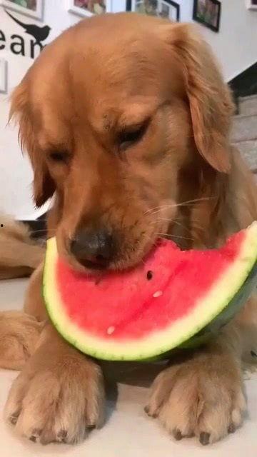 金毛吃瓜群众,金毛狗狗的夏日吃瓜日常
