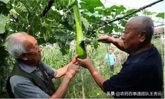 拉瓜砍着吃,探寻传统美食的传承与创新