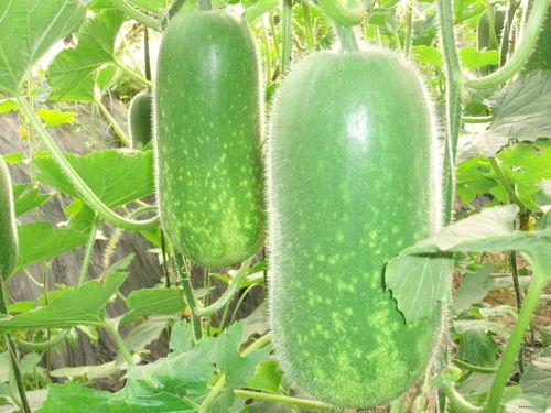 林舒晴吃瓜前吃瓜后,吃瓜前后，她经历了什么？