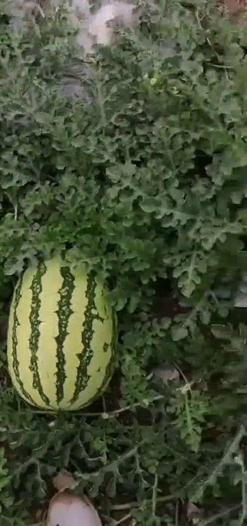 有人陪我吃瓜吗,探寻网络时代的“吃瓜”文化