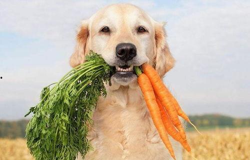 狗吃京瓜的好处,意想不到的健康益处揭秘