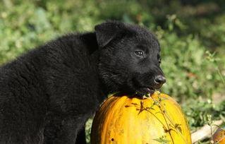 狗吃京瓜的好处,意想不到的健康益处揭秘