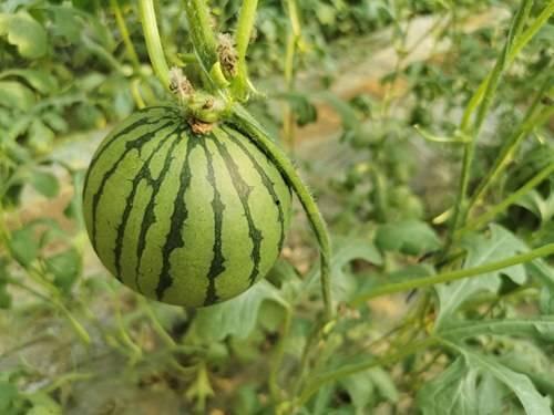 吃红瓜好吗女生,女性养生新宠，美味与健康兼得