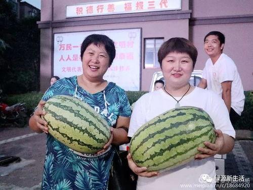 吃瓜专用照片,揭秘那些令人捧腹的吃瓜瞬间