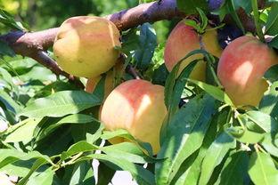 葡萄梨瓜能一起吃吗