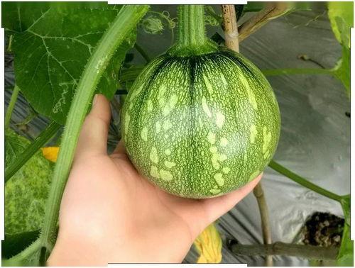 小芷吃瓜,揭秘娱乐圈那些不为人知的幕后故事