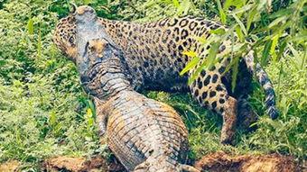 豹子抓鳄鱼吃瓜,一场生态界的生死较量