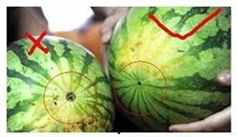 安徽阜阳吃瓜,探寻安徽阜阳的夏日美食风情