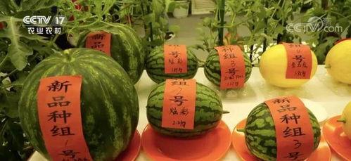 云时吃瓜,揭秘网络时代的娱乐现象