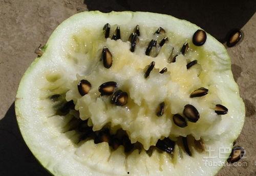 偷瓜不成吃籽瓜怎么办,意外收获的智慧启示