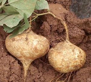 胃炎可以吃土瓜,天然食材的养生之道