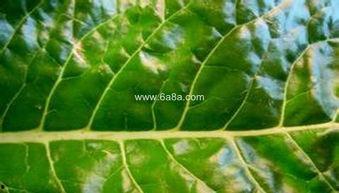 胃炎可以吃土瓜,天然食材的养生之道