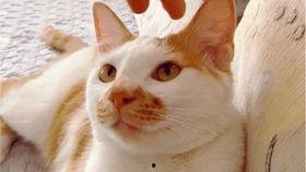 可怕视频吃瓜,吃瓜群众揭秘可怕事件真相