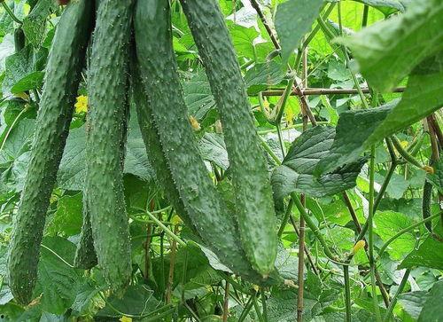 一天吃一个瓜有什么好处,健康生活新选择