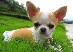 吉娃娃吃瓜反胃,宠物饮食安全警示