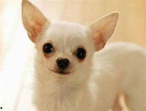 吉娃娃吃瓜反胃,宠物饮食安全警示