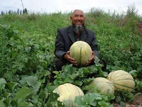来新疆吃老汉瓜,品味老汉瓜的独特魅力