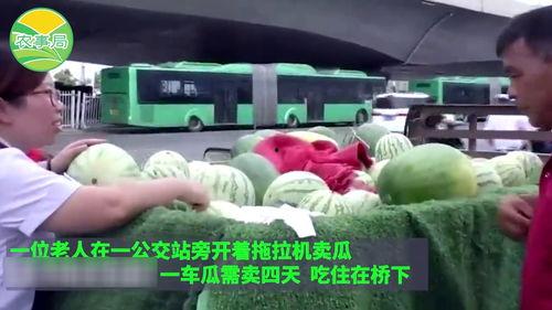 旬瓜怎么吃,解锁美味新境界