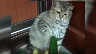 小猫吃瓜了,萌态十足引网友热议