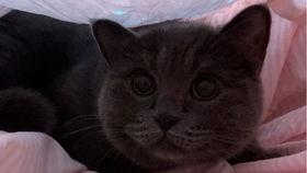 小猫吃瓜了,萌态十足引网友热议