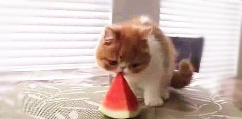 小猫吃瓜了,萌态十足引网友热议