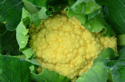 菜花夫妇吃瓜视频播放,揭秘娱乐圈幕后故事