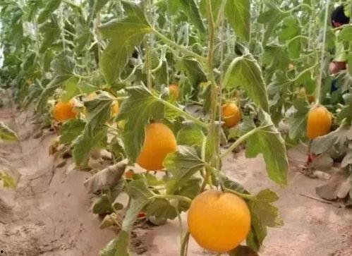 农村沙漠大院吃蜜瓜,农村大院蜜瓜盛宴