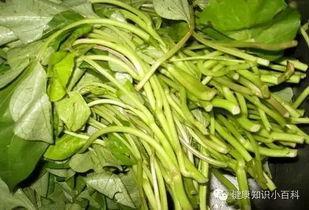 土瓜熟吃功效,养生保健的天然良药