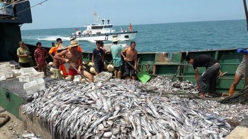 中国渔船扎堆吃瓜,中国海域上演“吃瓜”盛况