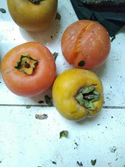 佛手瓜中间烂了可以吃吗,佛手瓜中间烂了还能食用吗？揭秘食用安全与处理方法