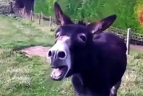 吃瓜网址黑豹驴,黑豹驴背后的故事与真相