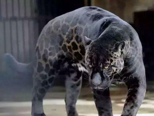 吃瓜网址黑豹驴,黑豹驴背后的故事与真相