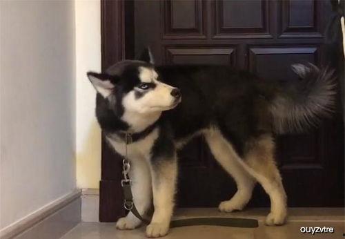 哈士奇吃瓜视频,萌宠搞笑瞬间引网友爆笑