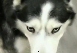 哈士奇吃瓜视频,萌宠搞笑瞬间引网友爆笑