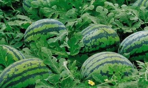 吃瓜tag,吃瓜群众眼中的明星幕后故事