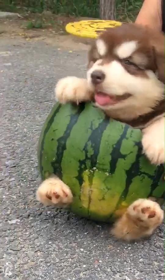 吃瓜公狗,揭秘娱乐圈的另类“瓜农”