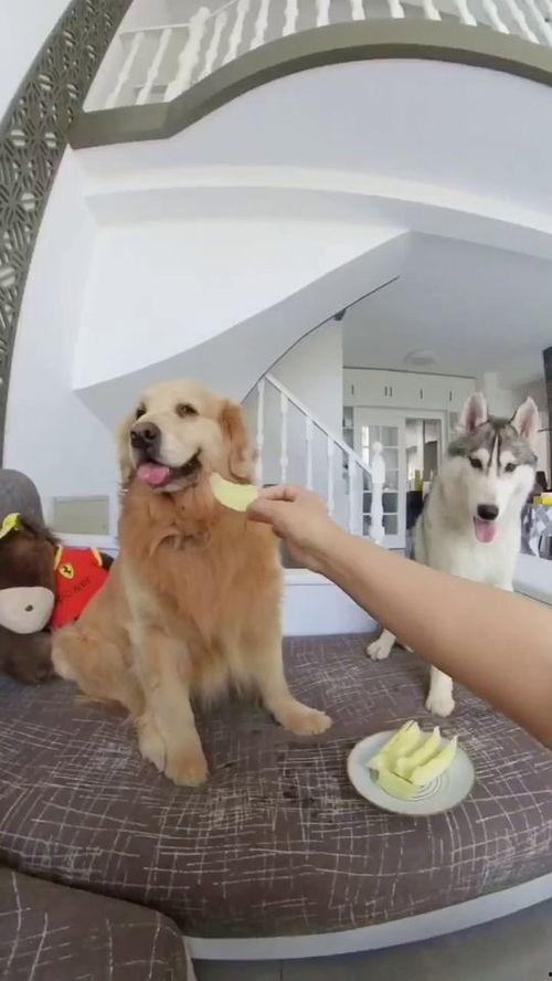 吃瓜公狗,揭秘娱乐圈的另类“瓜农”