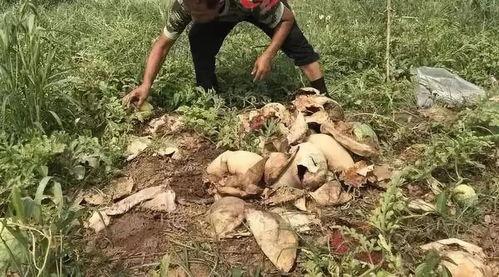 青海老头吃瓜事件,一场关于传统与现代的碰撞